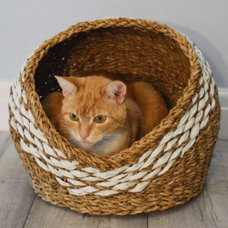 cat basket 4